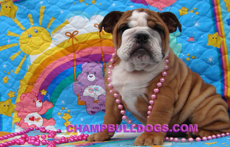 English Bulldog puppies
